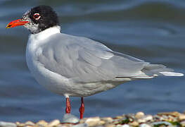 Mouette mélanocéphale