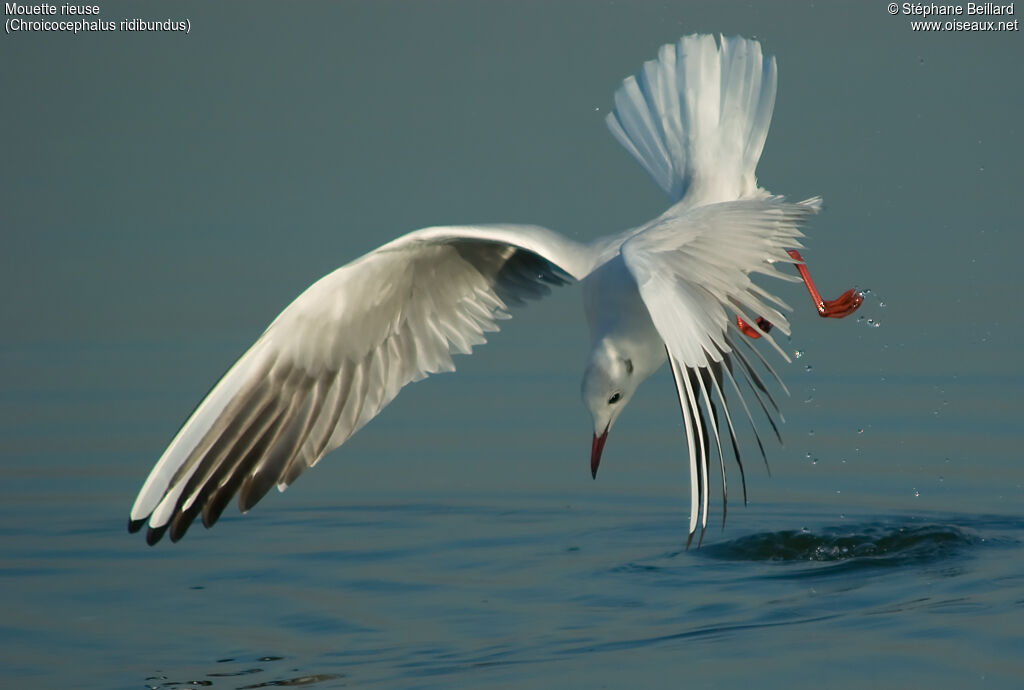 Mouette rieuseadulte internuptial