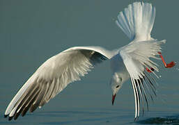 Mouette rieuse