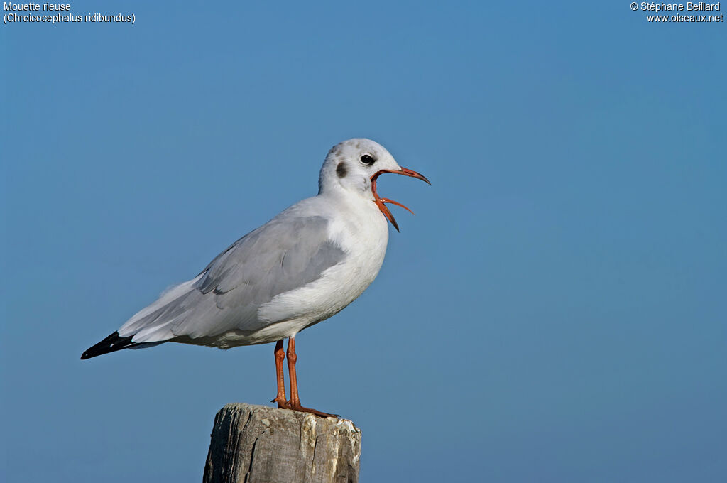 Black-headed Gull