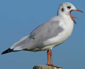 Mouette rieuse