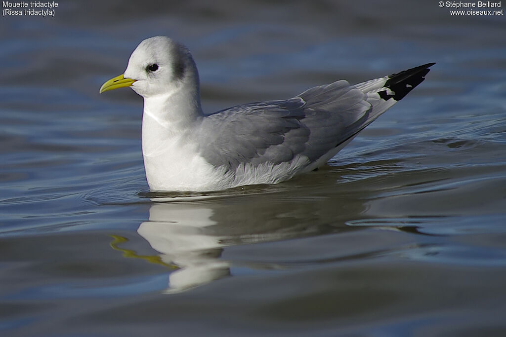 Mouette tridactyle