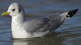 Black-legged Kittiwake