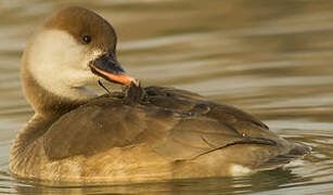 Red-crested Pochard