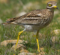 Eurasian Stone-curlew