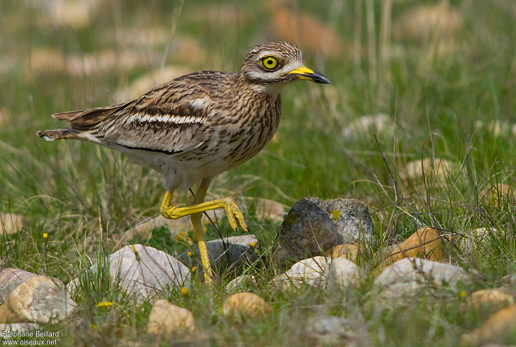 Eurasian Stone-curlewadult breeding, identification