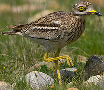 Eurasian Stone-curlew