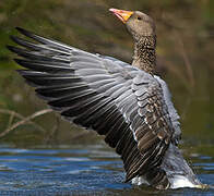 Greylag Goose