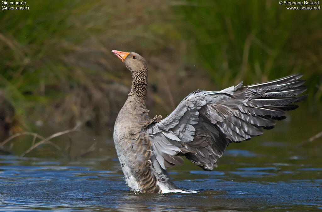 Greylag Goose