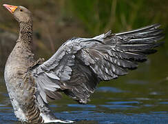 Greylag Goose