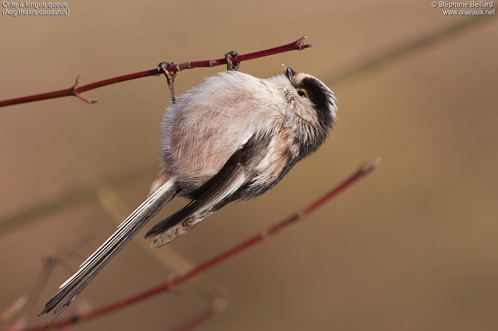 Long-tailed Tit