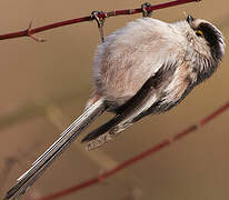 Long-tailed Tit