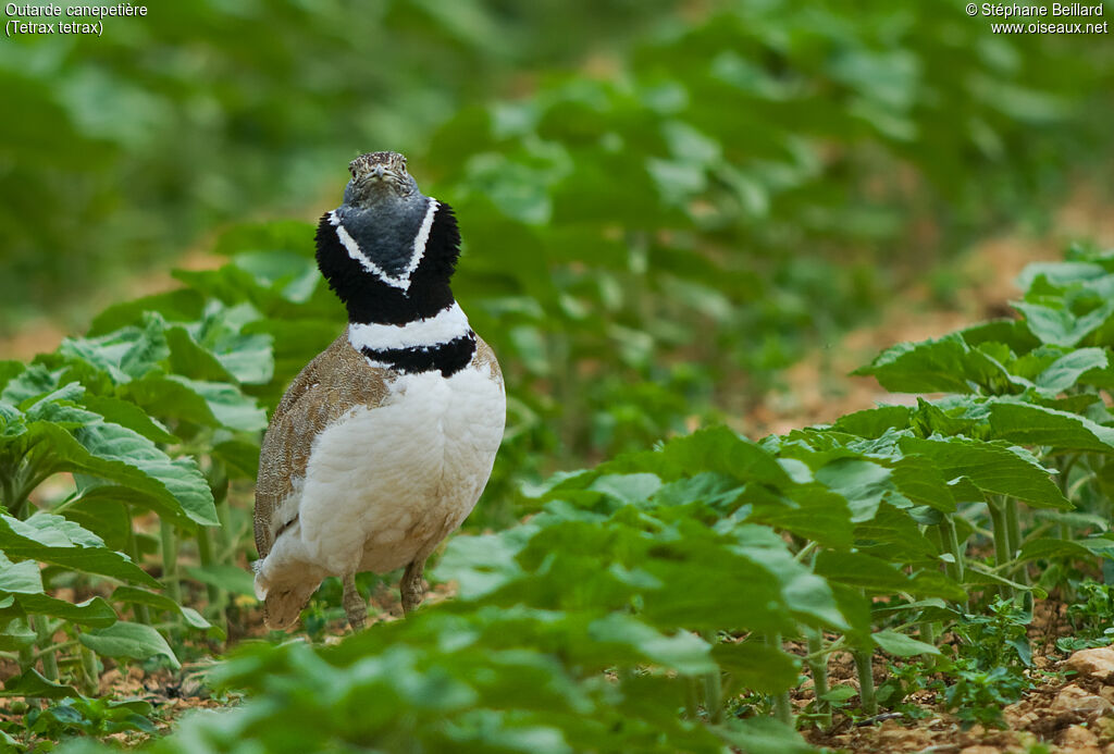 Little Bustard male adult breeding