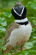 Little Bustard