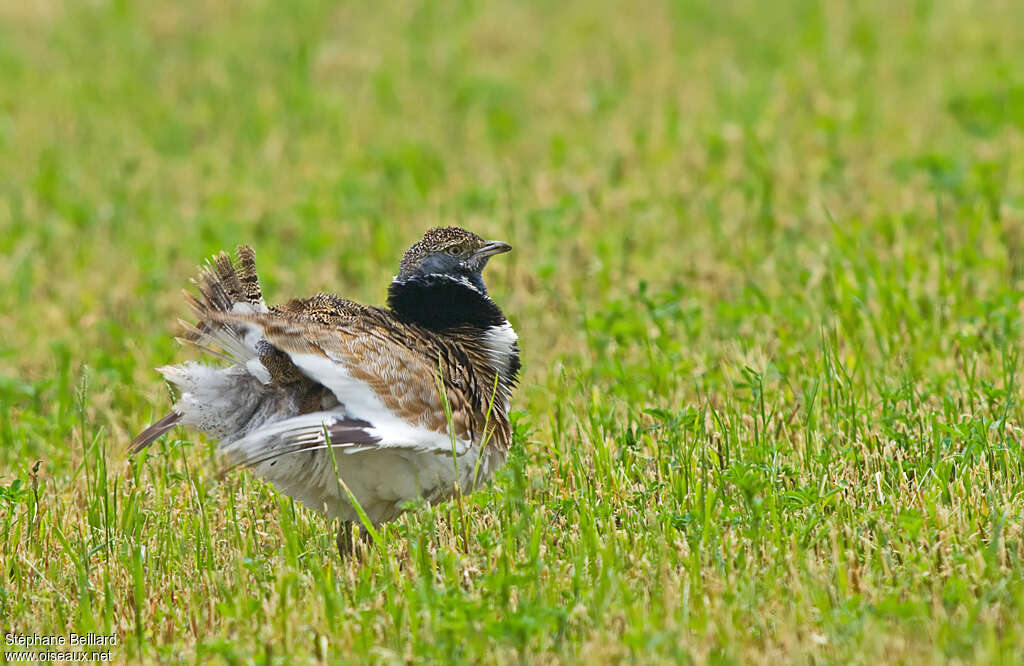 Little Bustard male adult breeding, Behaviour