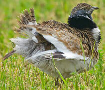 Little Bustard