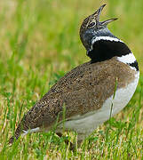 Little Bustard