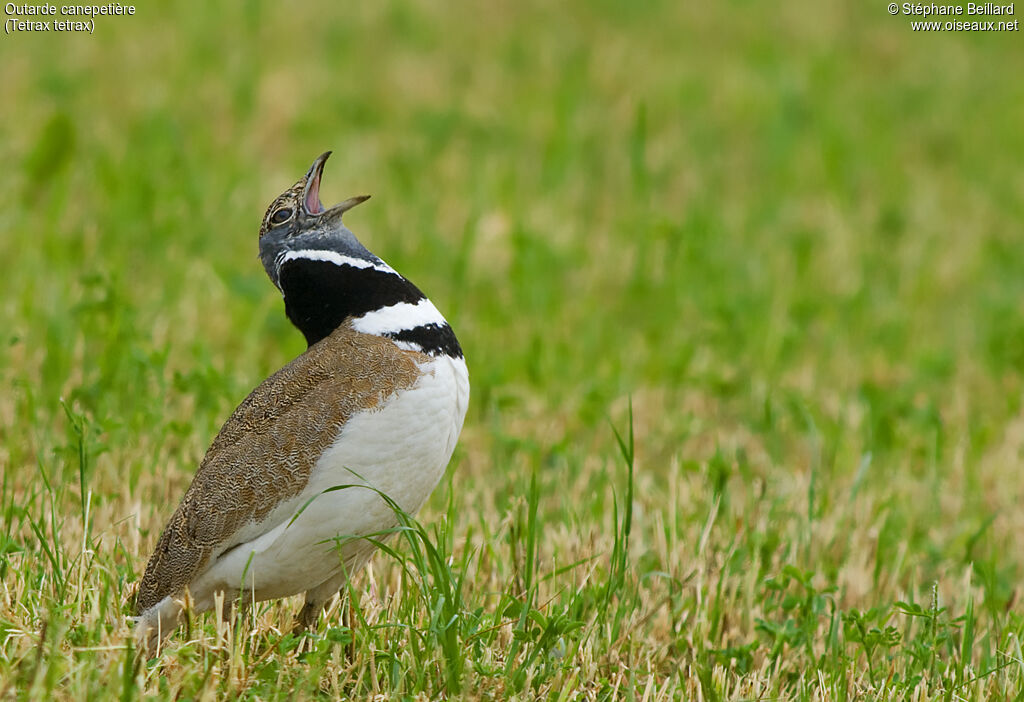 Little Bustard male adult breeding