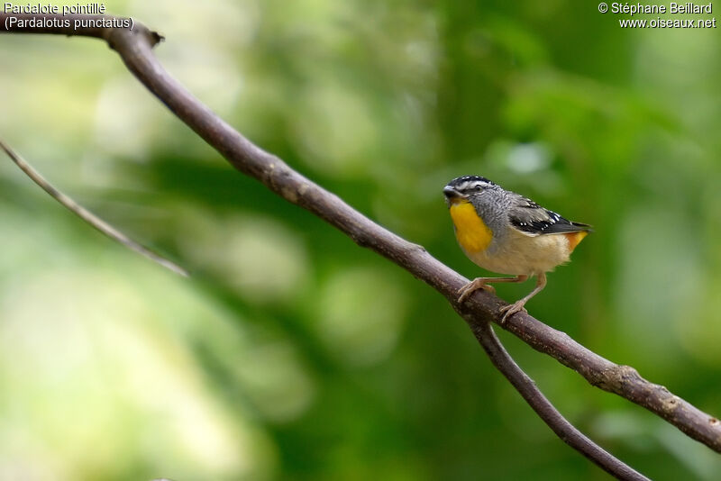 Spotted Pardalote