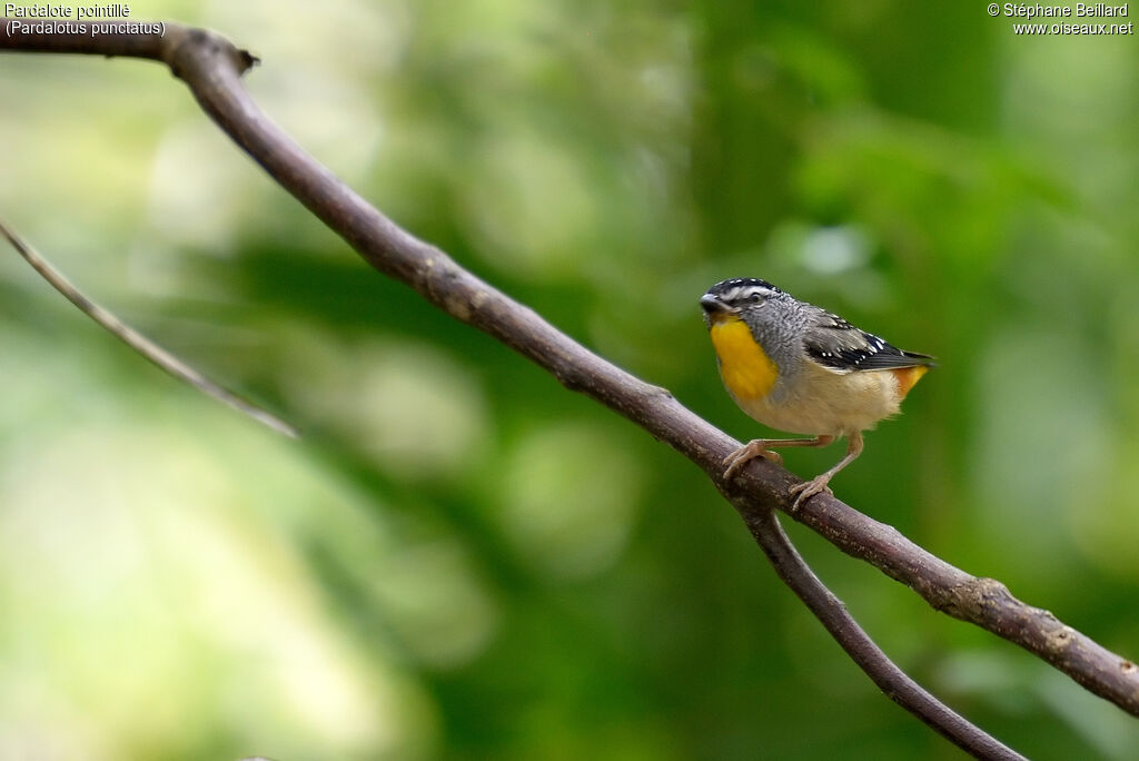 Spotted Pardalote