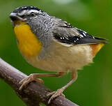 Pardalote pointillé