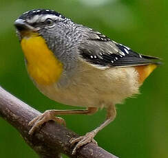 Pardalote pointillé