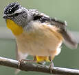 Pardalote pointillé