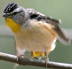 Pardalote pointillé