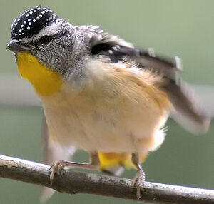 Pardalote pointillé