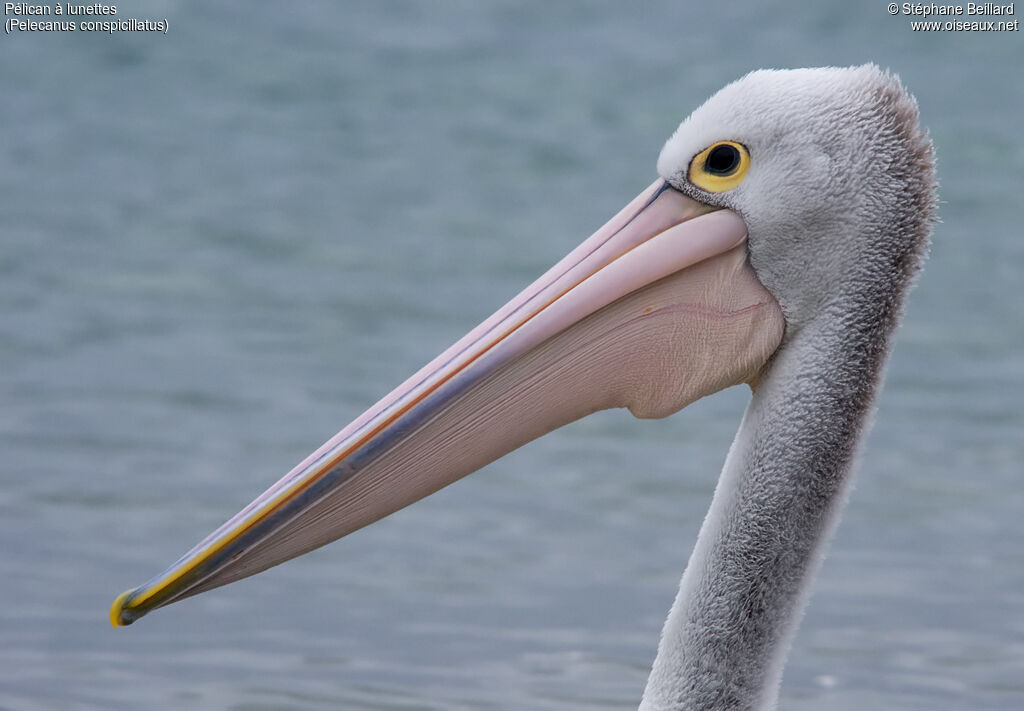 Australian Pelican