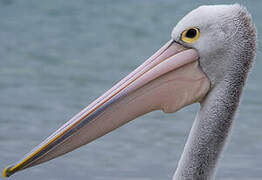 Australian Pelican