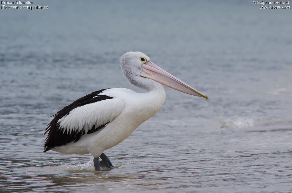 Australian Pelican