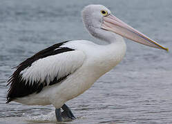 Australian Pelican