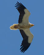 Egyptian Vulture