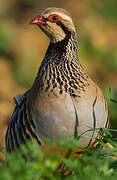 Red-legged Partridge