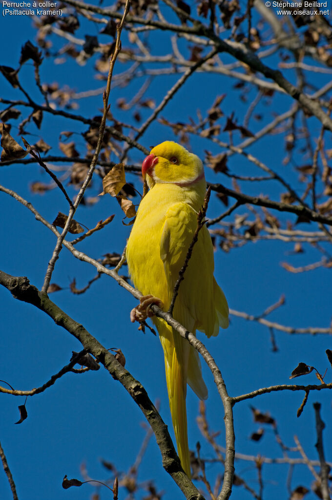 Rose-ringed Parakeet