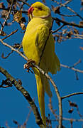 Rose-ringed Parakeet