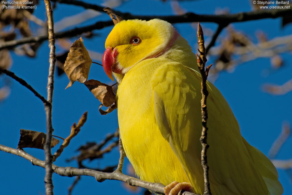 Rose-ringed Parakeet