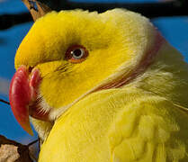 Rose-ringed Parakeet