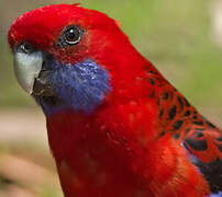 Crimson Rosella