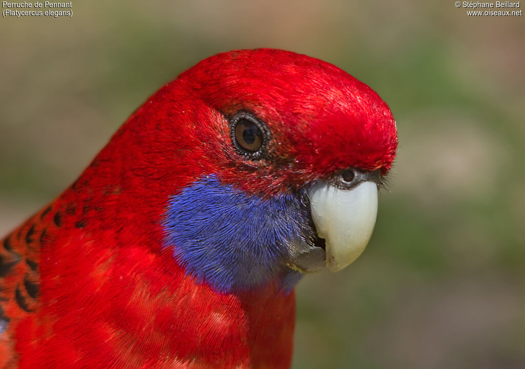 Crimson Rosella