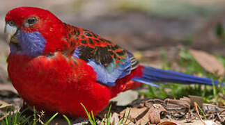 Crimson Rosella