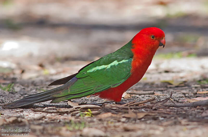 Australian King Parrot male adult, pigmentation, Behaviour