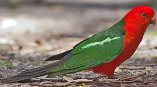 Australian King Parrot