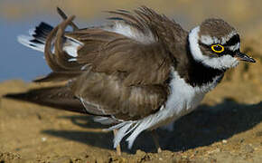 Little Ringed Plover