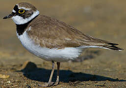 Little Ringed Plover