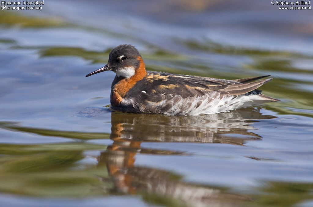 Red-necked Phalarope