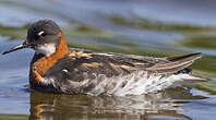 Phalarope à bec étroit