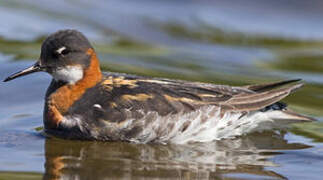 Red-necked Phalarope