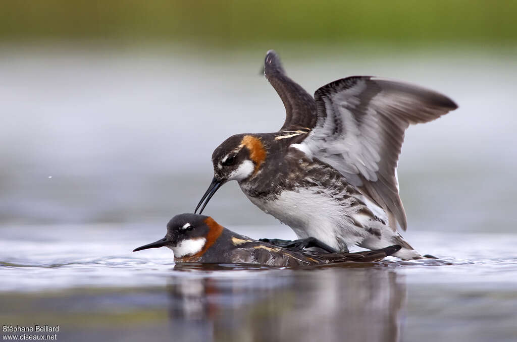 Phalarope à bec étroitadulte nuptial, accouplement.